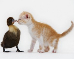 Tingkatkan Kualitas Kerja dengan Melihat Foto Hewan Lucu