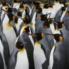 Wuih! Fosil Penguin Raksasa Ditemukan di Antartika