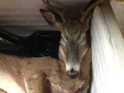 Resto Ini Ditutup Lantaran Ada Rusa Mati di Dalam Freezer