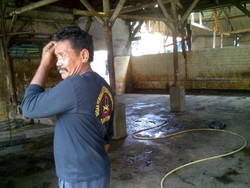 Sapi Langka, Penjagal Sapi Nganggur Tak Ada Order