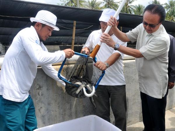 Cicip Sutardjo Panen Sidat