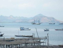 Tradisi Berburu Paus Ada di Desa Lamalera