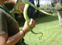 Saatnya Satwa Khas Papua Dilepas ke Alam Liar!