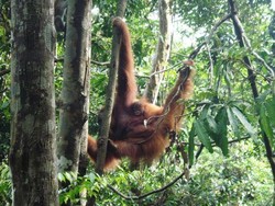 Aiih! Lucunya Tingkah Orangutan di Gunung Leuser