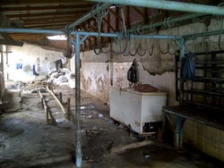 Daging Mahal, Petugas Rumah Potong Tuding Ada Permainan Bandar Sapi