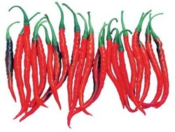 Cabai Keriting, Si Pedas yang Punya Ragam Manfaat