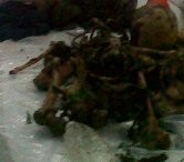 Kerangka Manusia Ditemukan di Gunung Gajah.