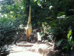 Ini Dia Beda Rafflesia dan Bunga Bangkai