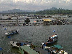 Kepala UKP4 Minta Jumlah Keramba Ikan Waduk Cirata Dikurangi