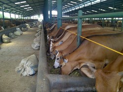 DPR Minta Pemerintah Hentikan Tambahan Impor Daging