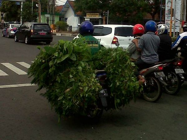 Motor Sayur