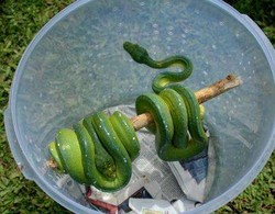 Wah, 6 Hewan Langka Lepas di Timika