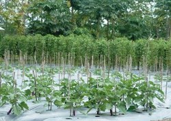 Di Tembagapura, Limbah Tambang Ditumbuhi Pohon dan Sayur