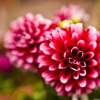 Kiat Membuat Blur Latar Belakang Foto 