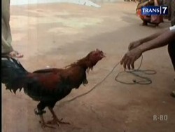 Disembelih 2 Kali, Seekor Ayam Tetap Hidup