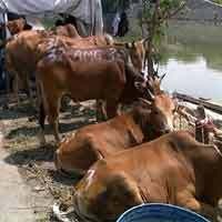  Ada Selebaran Gelap yang Coba Sogok RPH Rp 50 Juta untuk Setop Potong Sapi