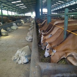 Kementan Gandeng Pelindo Sediakan Kapal Pengangkut Sapi