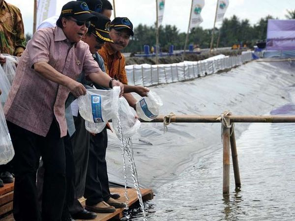 Cicip Sutardjo Tebar Benih Udang