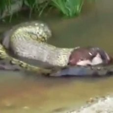Video Anaconda Muntahkan Seekor Sapi Jadi Sensasi Internet