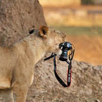 Nahas, Kamera Fotografer Ini Diterkam Singa