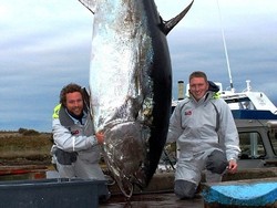 Tuna Seberat 454 Kg Ditangkap di Kanada