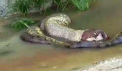 Heboh! Video Anaconda Muntahkan Seekor Sapi 