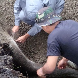 Duh! Gajah Betina di Bonbin Banjarnegara Mati Kesetrum