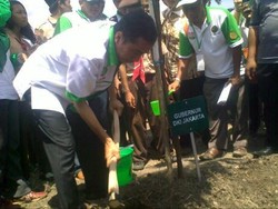 Jokowi, Si Wong Ndeso Tanam Kerai Payung