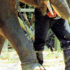 Kakek 79 Tahun Tewas Terinjak Kawanan Gajah di Malaysia