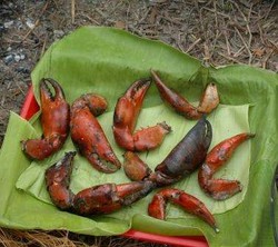 Sensasi Makan Capit Raksasa Si Kepiting Papua