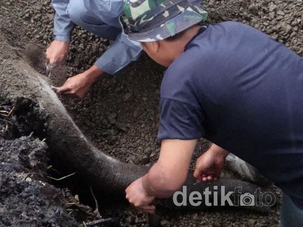 Gajah Mati Tersengat Listrik