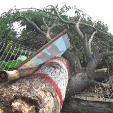 Angin Kencang Rusak Bangunan dan Robohkan Pohon Besar 