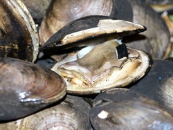 Di Korea Utara, Kerang Dimasak Pakai Bensin!