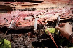 Cacing Bergigi Ini Jadi Camilan Warga Papua!