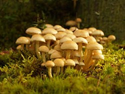 Sup Jamur Kembali Menelan Korban Jiwa