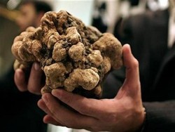 Akibat Perubahan Cuaca, Jamur Truffle Makin Langka