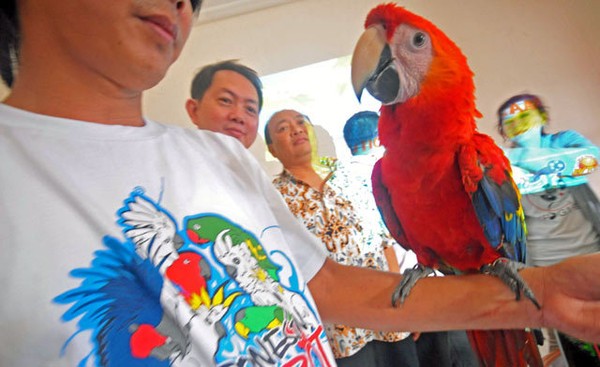 Burung Macow Seharga Rp 250 Juta Hingga Ikan Cupang Rp 30 Juta