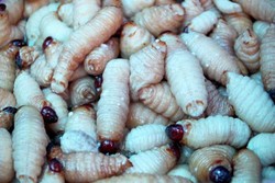 This Is It! Pepes Ulat ala Suku Kamoro