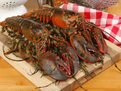 Akhirnya Ilmuwan Menemukan Cara Mengetahui Umur Lobster