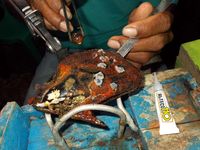 Melihat Peternak Mutiara di Buton