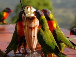 Burung Nuri Ternyata Doyan Minum Milkshake