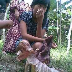 Bunga Bangkai Tumbuh di Halaman Warga Pasuruan