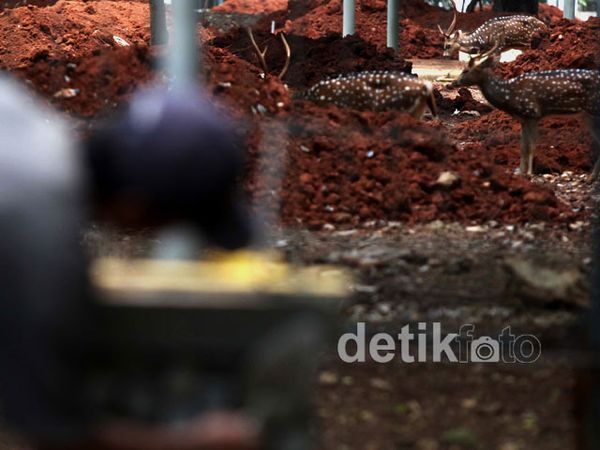 Kandang Rusa di Monas Mulai Direnovasi