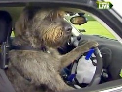 Guk! Anjing Kini Bisa Latihan Nyetir Mobil