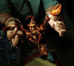 Tidak Cuma Orang, Udang pun Selingkuh!