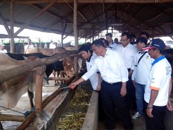 Dahlan Iskan: Cari Bibit Sapi Sekarang Susah