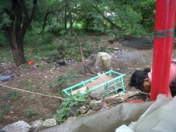 Pak Jokowi, Hutan Kota UKI di Cawang Juga Memprihatinkan