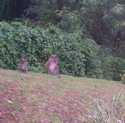 Ratusan Monyet Berkeliaran di Pemukiman Mewah Pantai Indah Kapuk