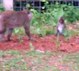 Pengurus Taman Margasatwa Angke Bantah Monyetnya Berkeliaran di PIK 