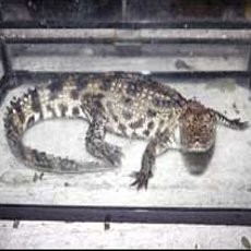 Buaya Sepanjang 1,2 Meter Ditemukan di Tempat Pembuangan Sampah!